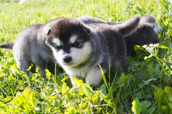 Катание на хаски в Москве. Ultra Подарки. Катание на хаски в Москве. Попробуйте Катание на хаски. Сервис: UltraPodarki.ru 8 800 505 95 30. Катание на хаски Москва, Катание на хаски в Москве, хаски, животные в Москве,