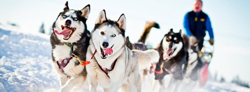 Катание на хаски в Москве. Ultra Подарки. Катание на хаски в Москве. Попробуйте Катание на хаски. Сервис: UltraPodarki.ru 8 800 505 95 30. Катание на хаски Москва, Катание на хаски в Москве, хаски, животные в Москве,
