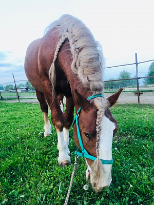 Конная прогулка в Москве. Подарочные сертификаты Ultra Подарки. Купить оригинальный подарок или подарочный сертификат на Конная прогулка в Москве. Сервис UltraPodarki.ru 8-800-505-9530. Катание на лошадях, Прогулка на лошади, Прогулка на лошадях для двоих, Конная прогулка, конный клуб, Конный Двор, конная прогулка, конная прогулка в Москве