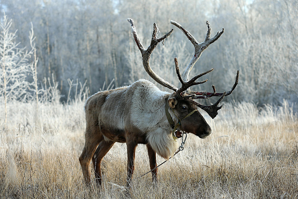 Экскурсия "Северные олени и ездовые собаки". Подарочные сертификаты Ultra Подарки Москва. Купить оригинальный подарок или подарочный сертификат на Экскурсия "Северные олени и ездовые собаки". Сервис UltraPodarki.ru Москва 8 800 505 95 30. 