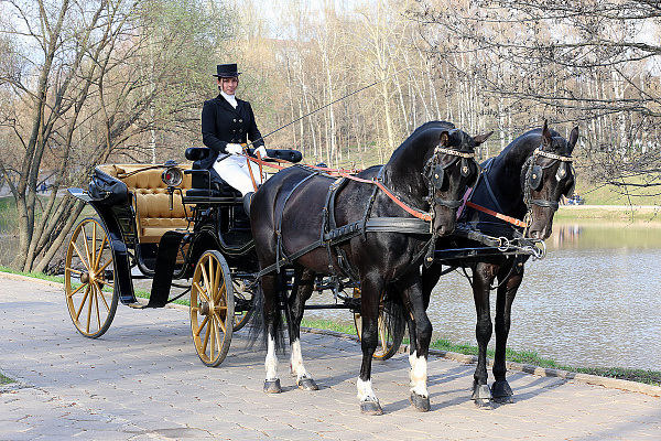 Обучение верховой езде в Москве. Сервис Ultra Подарки. Купить обучение верховой езде в Москве. Вы сможете попробовать курс по верховой езде и конные прогулки. Сервис UltraPodarki.ru 8 800 505 95 30. Обучение верховой езде, верховая езда в Москве, верховая езда Москва, конный спорт, уроки верховой езды, школа верховой езды, конные прогулки, верховая езда, школа верховой езды в Москве, конные прогулки в Москве, обучение верховой езде в Москве, конный спорт в Москве, уроки верховой езды в Москве