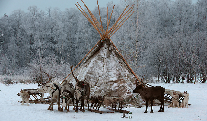 Экскурсия "Северные олени и ездовые собаки". Подарочные сертификаты Ultra Подарки Москва. Купить оригинальный подарок или подарочный сертификат на Экскурсия "Северные олени и ездовые собаки". Сервис UltraPodarki.ru Москва 8 800 505 95 30. 