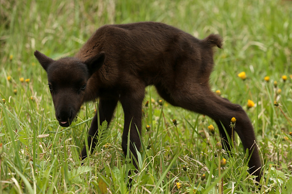 Экскурсия "Северные олени и ездовые собаки". Подарочные сертификаты Ultra Подарки Москва. Купить оригинальный подарок или подарочный сертификат на Экскурсия "Северные олени и ездовые собаки". Сервис UltraPodarki.ru Москва 8 800 505 95 30. 