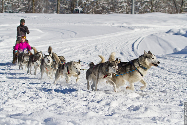 Катание на хаски в Москве. Ultra Подарки. Катание на хаски в Москве. Попробуйте Катание на хаски. Сервис: UltraPodarki.ru 8 800 505 95 30. Катание на хаски Москва, Катание на хаски в Москве, хаски, животные в Москве,