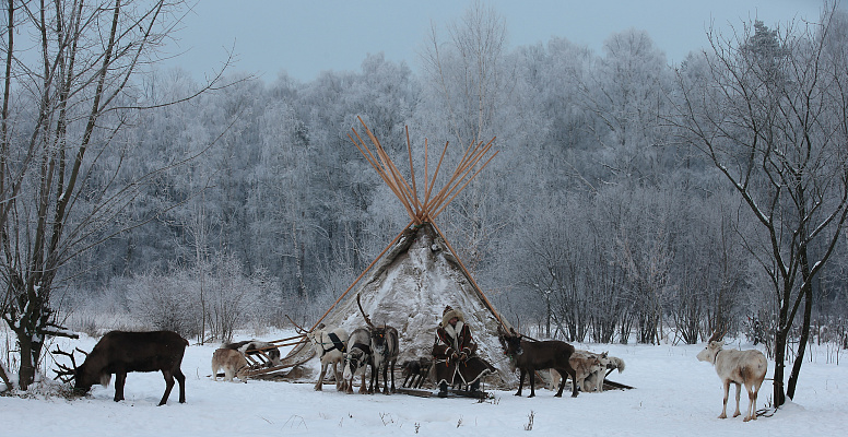 Экскурсия "Северные олени и ездовые собаки". Подарочные сертификаты Ultra Подарки Москва. Купить оригинальный подарок или подарочный сертификат на Экскурсия "Северные олени и ездовые собаки". Сервис UltraPodarki.ru Москва 8 800 505 95 30. 