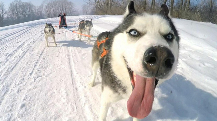 Катание на хаски в Москве. Ultra Подарки. Катание на хаски в Москве. Попробуйте Катание на хаски. Сервис: UltraPodarki.ru 8 800 505 95 30. Катание на хаски Москва, Катание на хаски в Москве, хаски, животные в Москве,