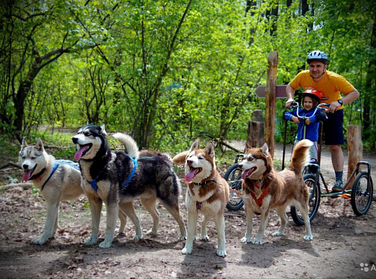 Катание на хаски в Москве. Ultra Подарки. Катание на хаски в Москве. Попробуйте Катание на хаски. Сервис: UltraPodarki.ru 8 800 505 95 30. Катание на хаски Москва, Катание на хаски в Москве, хаски, животные в Москве,