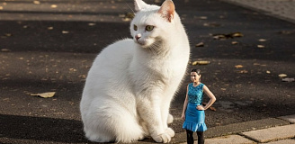 3D фигурка с готовой модели