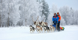 Экскурсия "Северные олени и ездовые собаки"