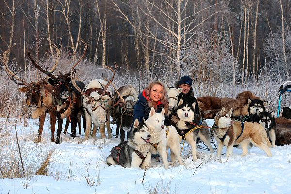 Экскурсия "Северные олени и ездовые собаки". Подарочные сертификаты Ultra Подарки Москва. Купить оригинальный подарок или подарочный сертификат на Экскурсия "Северные олени и ездовые собаки". Сервис UltraPodarki.ru Москва 8 800 505 95 30. 