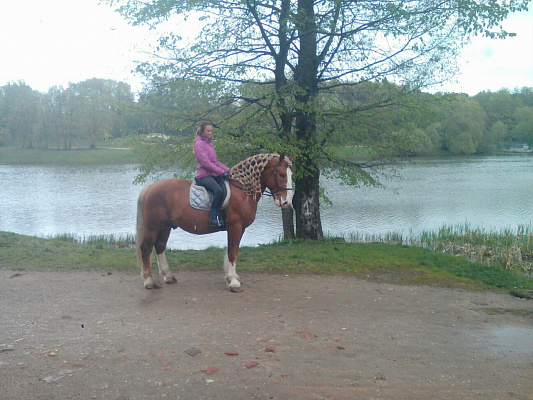 Конная прогулка в Москве. Подарочные сертификаты Ultra Подарки. Купить оригинальный подарок или подарочный сертификат на Конная прогулка в Москве. Сервис UltraPodarki.ru 8-800-505-9530. Катание на лошадях, Прогулка на лошади, Прогулка на лошадях для двоих, Конная прогулка, конный клуб, Конный Двор, конная прогулка, конная прогулка в Москве