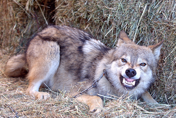 Экскурсия "Северные олени и ездовые собаки". Подарочные сертификаты Ultra Подарки Москва. Купить оригинальный подарок или подарочный сертификат на Экскурсия "Северные олени и ездовые собаки". Сервис UltraPodarki.ru Москва 8 800 505 95 30. 