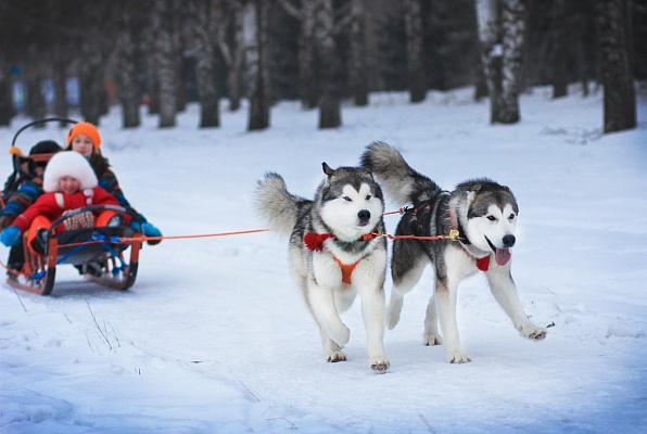 Катание на хаски в Москве. Ultra Подарки. Катание на хаски в Москве. Попробуйте Катание на хаски. Сервис: UltraPodarki.ru 8 800 505 95 30. Катание на хаски Москва, Катание на хаски в Москве, хаски, животные в Москве,