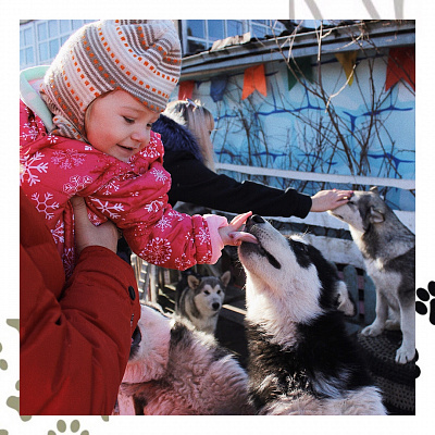 Катание на хаски в Москве. Ultra Подарки. Катание на хаски в Москве. Попробуйте Катание на хаски. Сервис: UltraPodarki.ru 8 800 505 95 30. Катание на хаски Москва, Катание на хаски в Москве, хаски, животные в Москве,