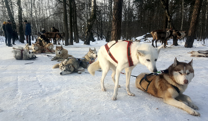 Экскурсия "Северные олени и ездовые собаки". Подарочные сертификаты Ultra Подарки Москва. Купить оригинальный подарок или подарочный сертификат на Экскурсия "Северные олени и ездовые собаки". Сервис UltraPodarki.ru Москва 8 800 505 95 30. 