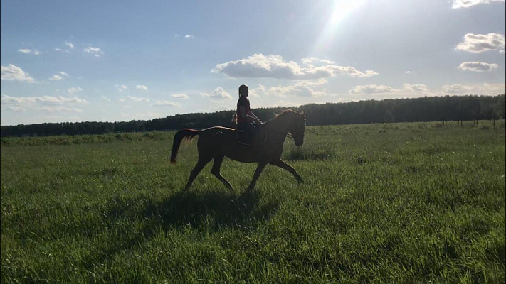 Конная прогулка в Москве. Подарочные сертификаты Ultra Подарки. Купить оригинальный подарок или подарочный сертификат на Конная прогулка в Москве. Сервис UltraPodarki.ru 8-800-505-9530. Катание на лошадях, Прогулка на лошади, Прогулка на лошадях для двоих, Конная прогулка, конный клуб, Конный Двор, конная прогулка, конная прогулка в Москве