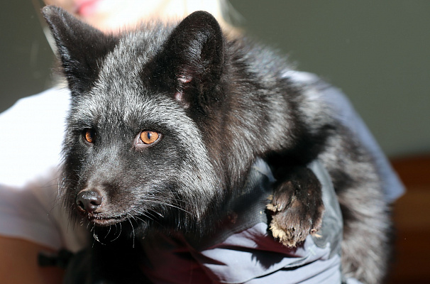 Экскурсия "Северные олени и ездовые собаки". Подарочные сертификаты Ultra Подарки Москва. Купить оригинальный подарок или подарочный сертификат на Экскурсия "Северные олени и ездовые собаки". Сервис UltraPodarki.ru Москва 8 800 505 95 30. 